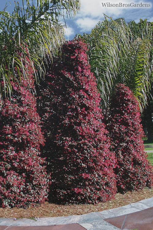  Zhuzhou Loropetalum (Chinese Fringeflower) - 3 Gallon Pot