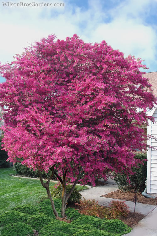  Zhuzhou Loropetalum (Chinese Fringeflower) - 3 Gallon Pot