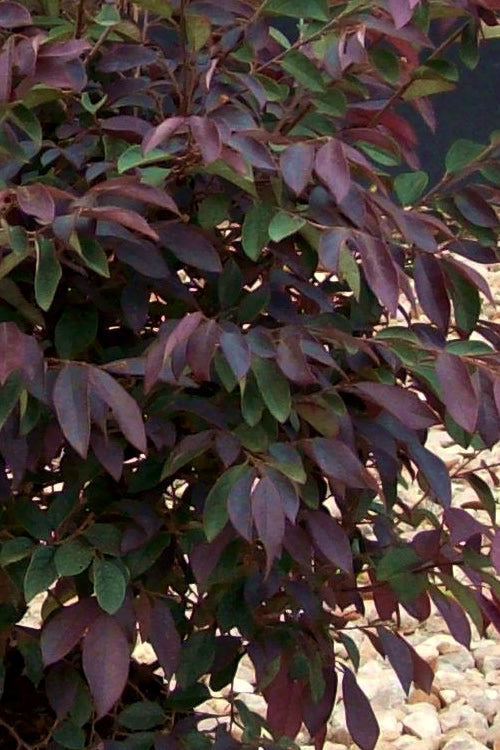  Zhuzhou Loropetalum (Chinese Fringeflower) - 3 Gallon Pot