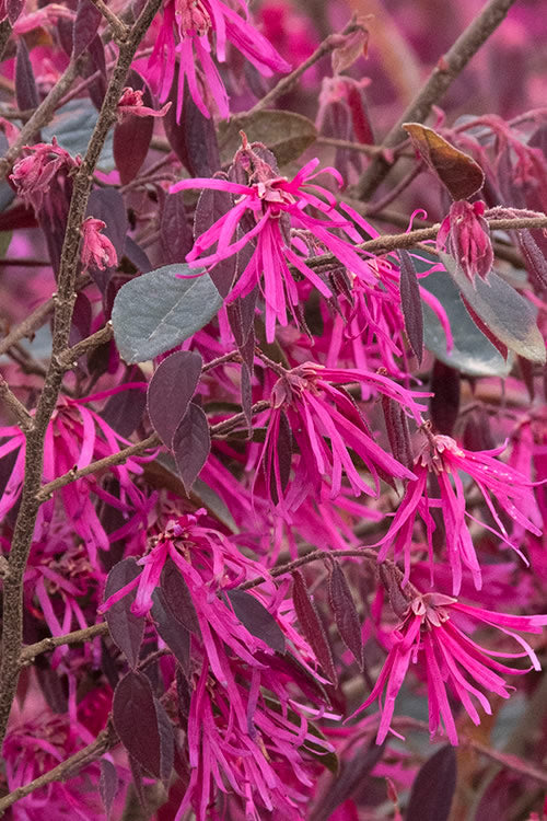  Zhuzhou Loropetalum (Chinese Fringeflower) - 3 Gallon Pot