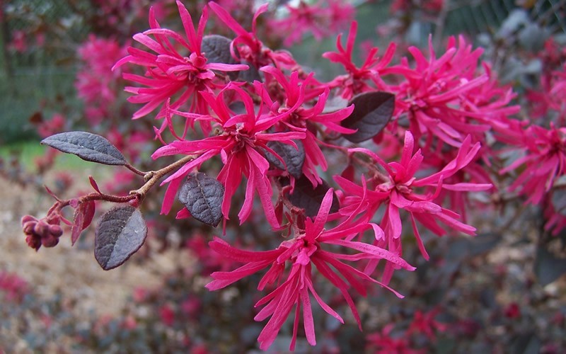  Purple Diamond Loropetalum - 5 Gallon Pot