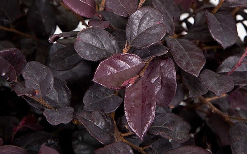  Red Diamond Loropetalum - 1 Gallon Pot