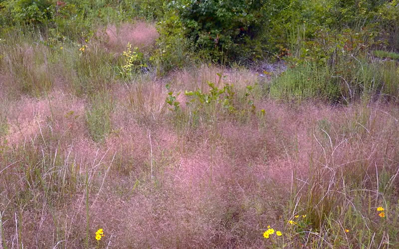  Purple Lovegrass (Eragrostis Spectabilis) - 6 Pack Of 1 Gallon Pots