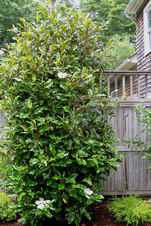  Alta Southern Magnolia - 3 Gallon Pot