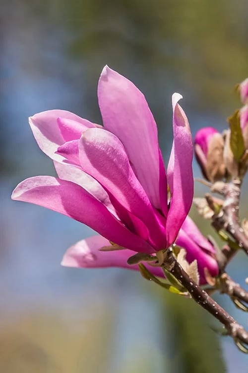  Ann Magnolia Tulip Tree - 5 Gallon Pot 