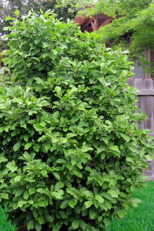  Jane Magnolia Tulip Tree - 7 Gallon Pot (3-4')