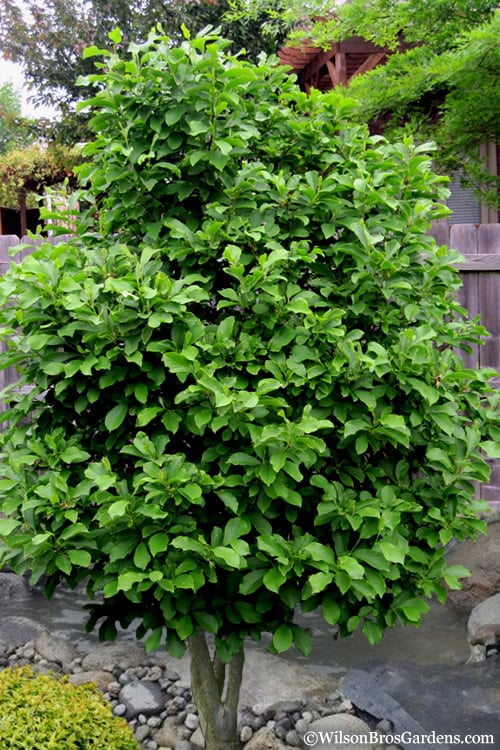 Ann Magnolia Tulip Tree - 3 Gallon Pot