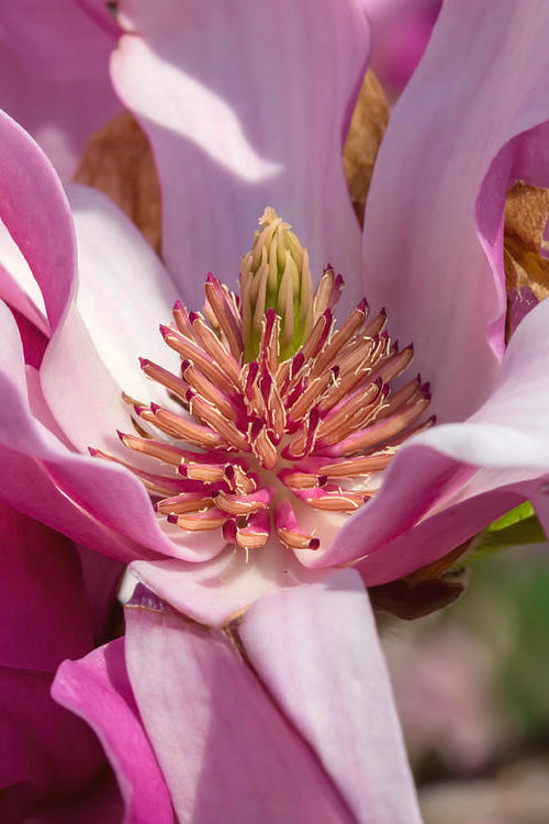  Ann Magnolia Tulip Tree - 7 Gallon Pot