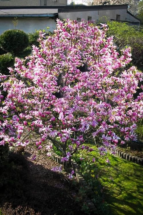  Betty Magnolia Tulip Tree - 3 Gallon Pot