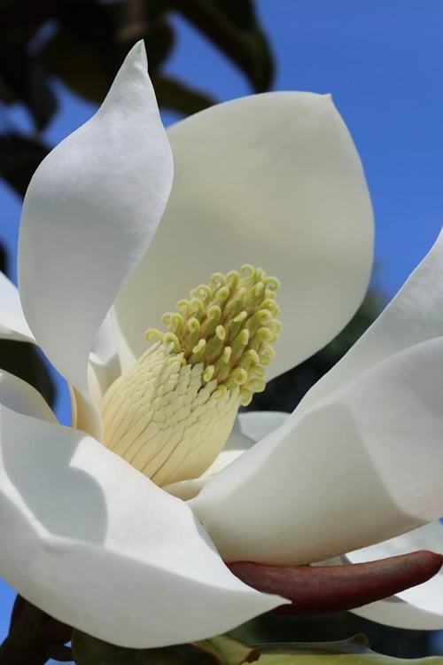  Brackens Brown Beauty Magnolia - 3 Gallon Pot