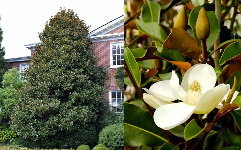  Brackens Brown Beauty Magnolia - 7 Gallon Pot (5-6')