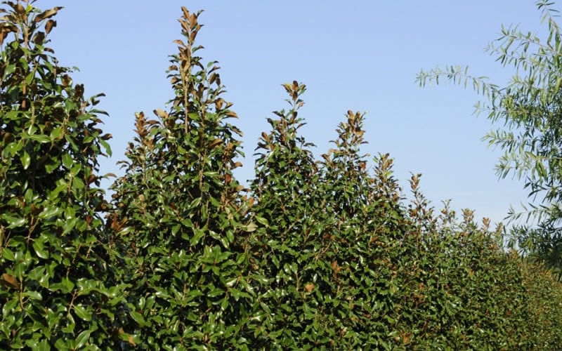  Brackens Brown Beauty Magnolia - 7 Gallon Pot (3-4')