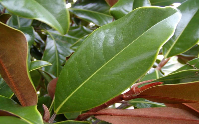  Brackens Brown Beauty Magnolia (Single Trunk Tree Form) - 3 Gallon Pot
