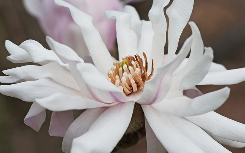 Centennial Star Magnolia - 3 Gallon Pot