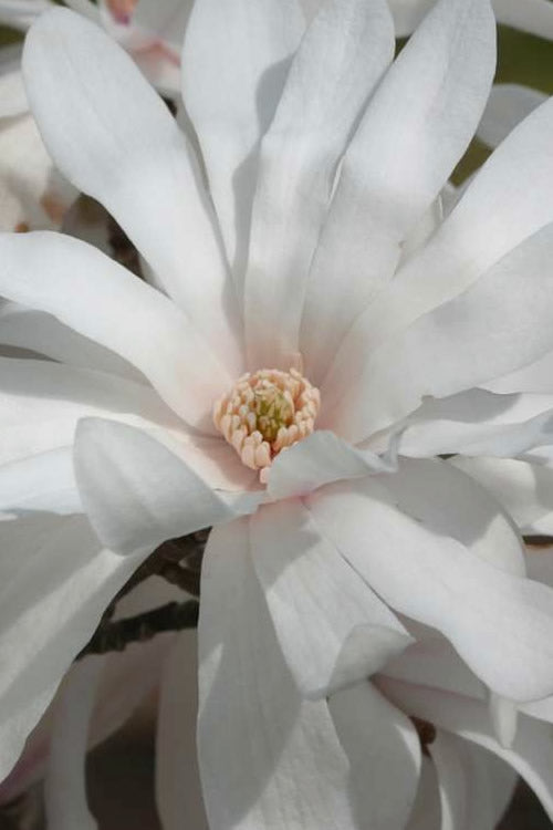  Centennial Star Magnolia - 1 Gallon Pot