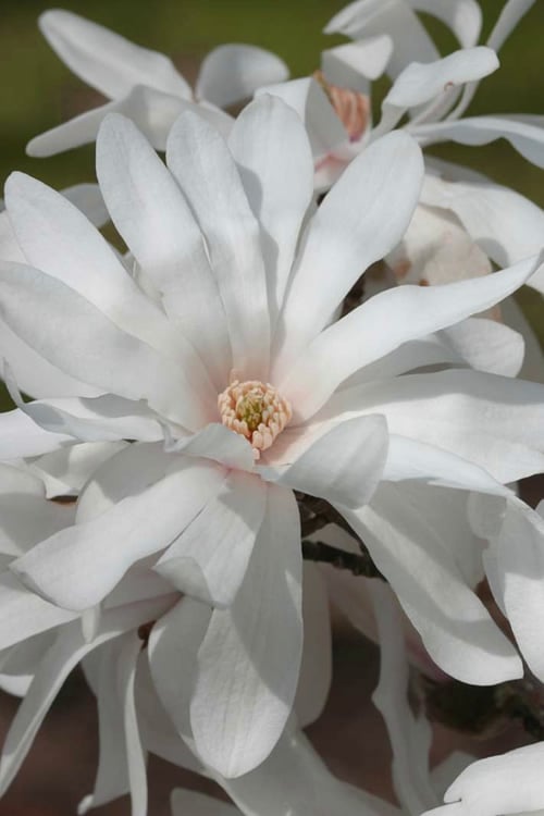  Centennial Star Magnolia - 3 Gallon Pot