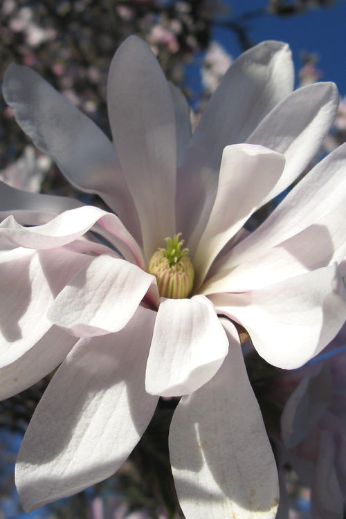  Centennial Star Magnolia - 1 Gallon Pot