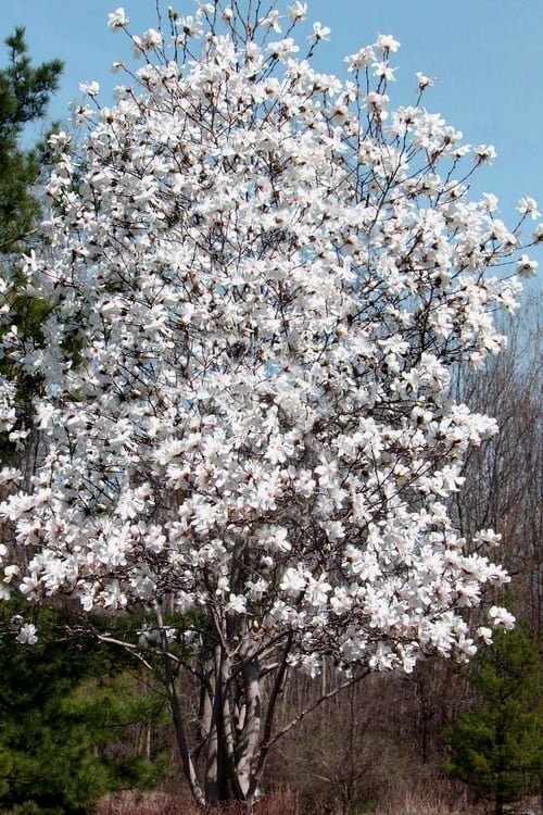  Centennial Star Magnolia - 3 Gallon Pot
