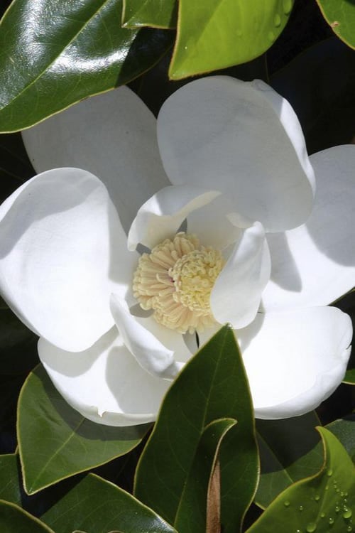  Claudia Wannamaker Southern Magnolia - 7 Gallon Pot (4-5')