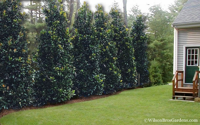  Claudia Wannamaker Southern Magnolia - 7 Gallon Pot (7-8')