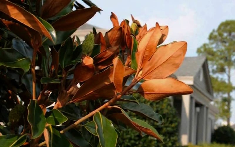  Claudia Wannamaker Southern Magnolia - 5 Gallon Pot