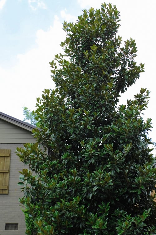  Claudia Wannamaker Southern Magnolia - 7 Gallon Pot (5-6')