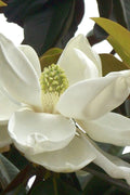  D. D. Blanchard Southern Magnolia - 7 Gallon Pot (4.5-5')