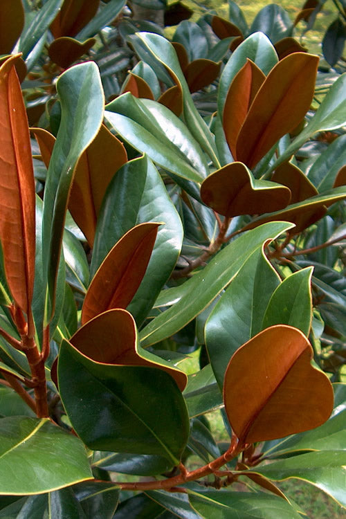  D. D. Blanchard Southern Magnolia - 3 Gallon Pot