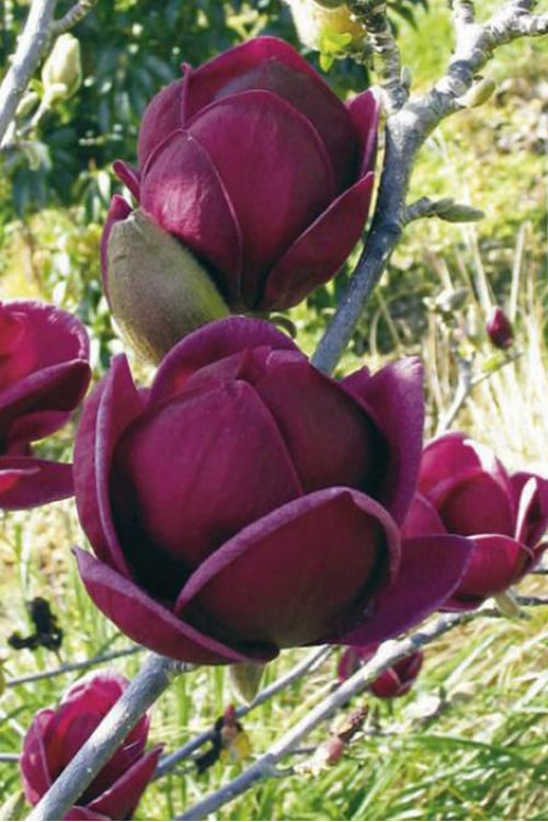  Genie Magnolia Tulip Tree - 7 Gallon Pot (5-6')