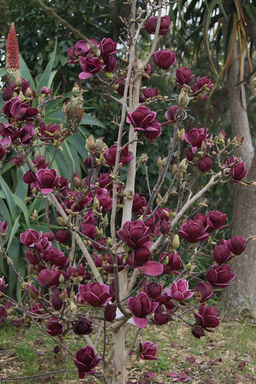  Genie Magnolia Tulip Tree - 7 Gallon Pot (5-6')