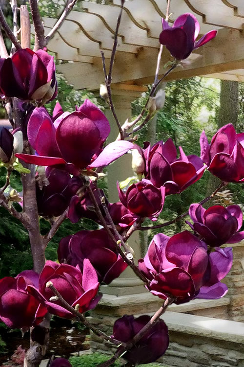  Genie Magnolia Tulip Tree - 7 Gallon Pot (5-6')
