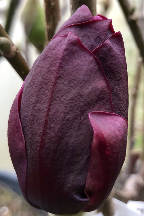  Genie Magnolia Tulip Tree - 7 Gallon Pot (5-6')