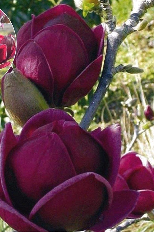 Genie Magnolia Tulip Tree - 7 Gallon Pot (5-6')