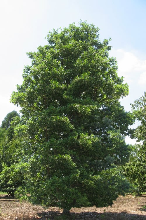  Green Shadow Sweetbay Magnolia Tree (Magnolia Virginiana) - 1 Gallon Pot