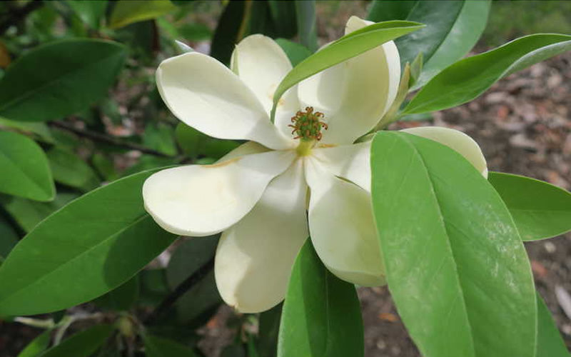  Green Shadow Sweetbay Magnolia Tree (Magnolia Virginiana) - 6 Pack Of 1 Gallon Pots