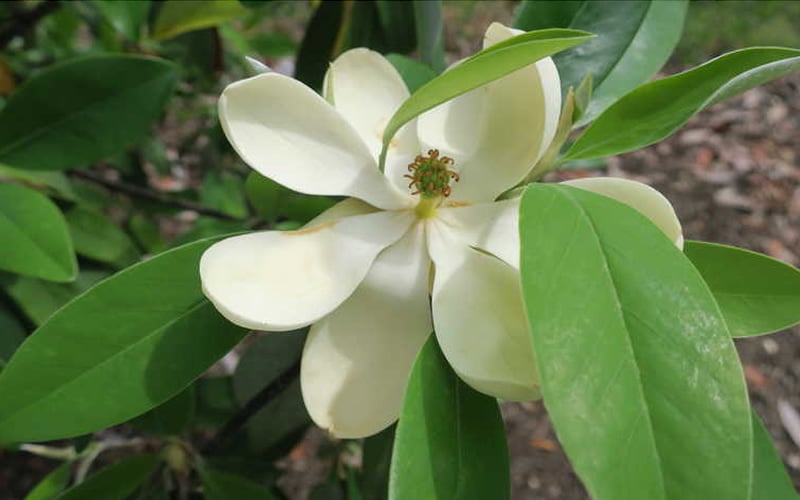  Green Shadow Sweetbay Magnolia Tree (Magnolia Virginiana) - 1 Gallon Pot