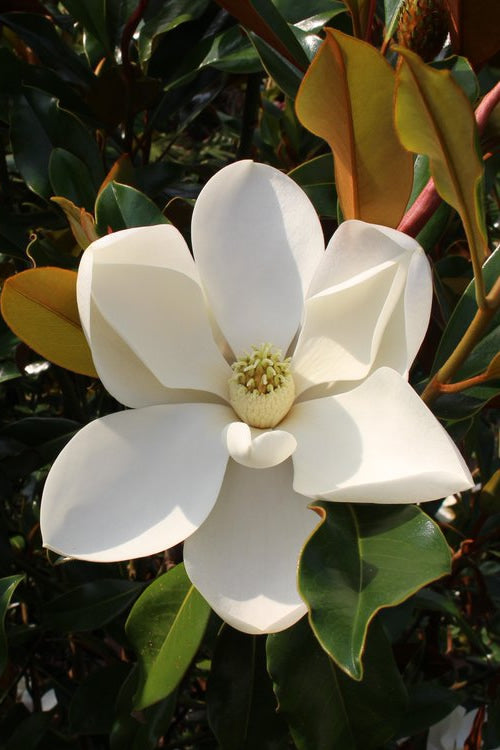  Kay Parris Southern Magnolia - 3 Gallon Pot (3.5-4.5')
