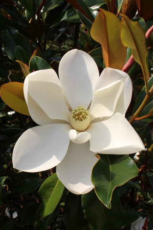  Kay Parris Southern Magnolia - 7 Gallon Pot (4-5')