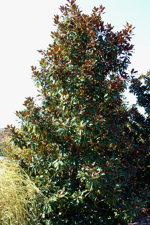  Kay Parris Southern Magnolia - 3 Gallon Pot (3.5-4.5')