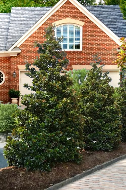  Kay Parris Southern Magnolia - 7 Gallon Pot (4-5')