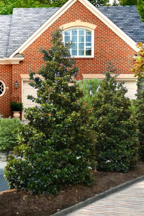  Kay Parris Southern Magnolia - 7 Gallon Pot (5.5-6.5')