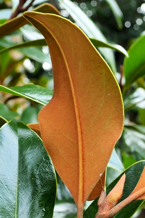  Kay Parris Southern Magnolia - 7 Gallon Pot (5.5-6.5')