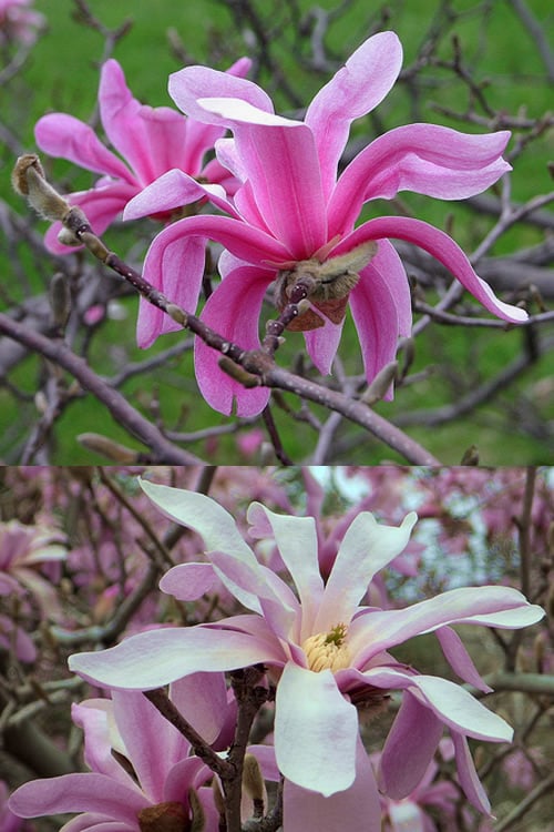  Leonard Messel Star Magnolia - 1 Gallon Pot