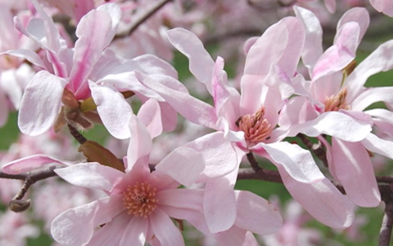  Leonard Messel Star Magnolia - 1 Gallon Pot