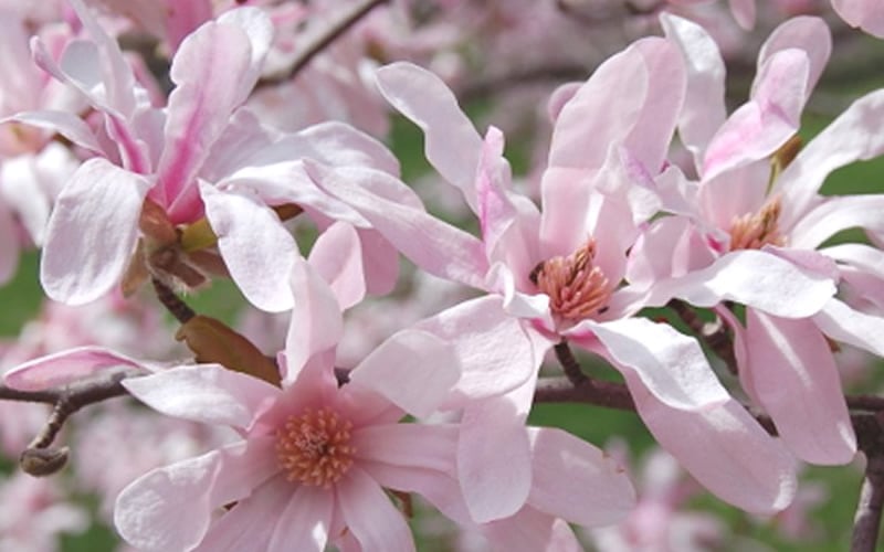  Leonard Messel Star Magnolia - 1 Gallon Pot