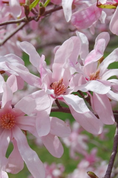  Leonard Messel Star Magnolia - 1 Gallon Pot
