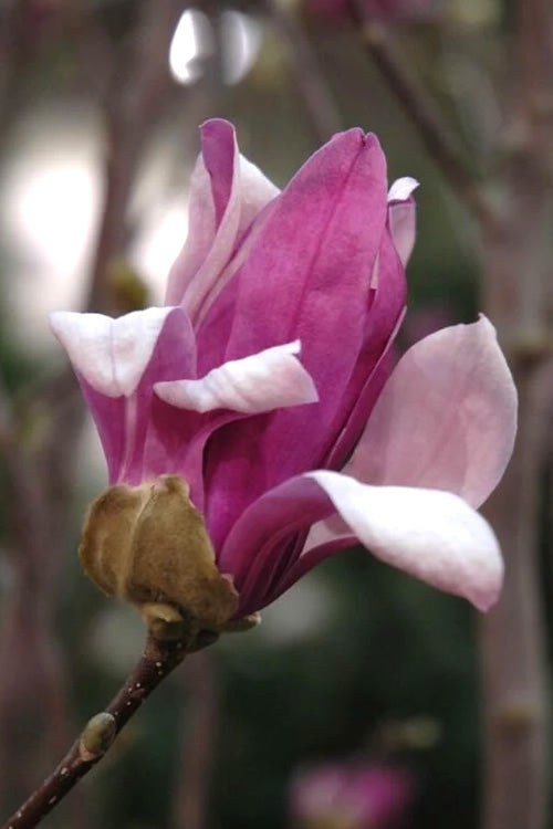  Leonard Messel Star Magnolia - 1 Gallon Pot