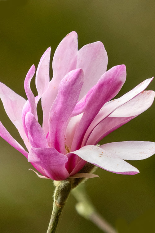  Leonard Messel Star Magnolia - 1 Gallon Pot