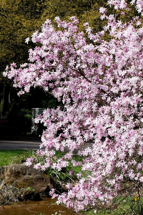  Leonard Messel Star Magnolia - 1 Gallon Pot