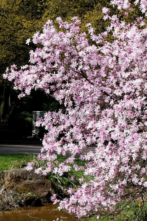  Leonard Messel Star Magnolia - 1 Gallon Pot
